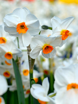 Daffodil_Geranium-3