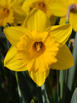 Daffodil_Marieke-1