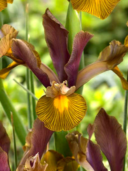 Dutch_Iris_Lion_King-1