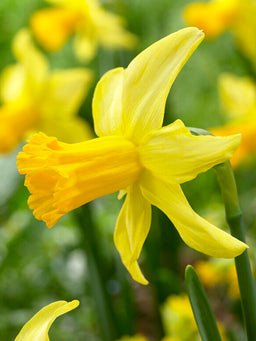 Mini_Daffodil_February_Gold-2