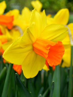 Mini_Daffodil_Jetfire-1