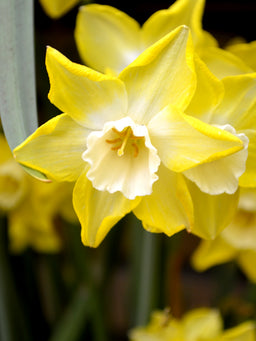 Mini_Daffodil_Pipit-1