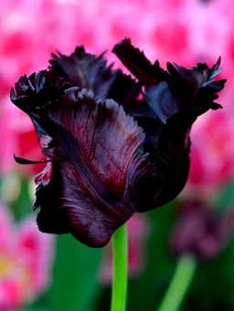 Tulip_Black_Parrot-1