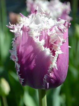 Tulip_Crunchy_Cummins-5