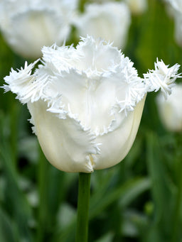 Tulip_Daytona-4