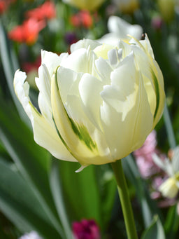 Tulip_Exotic_Emperor-1