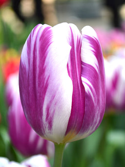 Tulip_Flaming_Flag-2