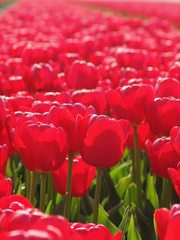 Tulip_Jumbo_Cherry-1