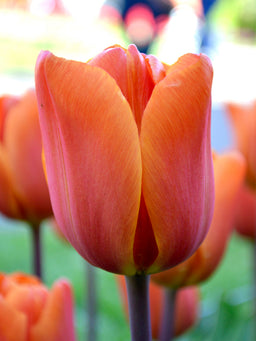 Tulip_Kings_Orange-1
