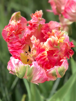 Tulip_Parrot_Pink_Vision-1