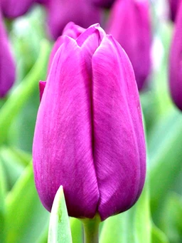 Tulip_Purple_Prince-4
