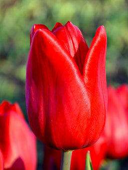 Tulip_Red_Power-1