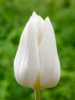 Tulip_Royal_Virgin-2