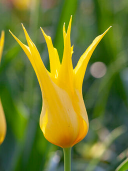Tulip_West_Point-3