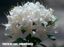 Azalea_Matt_MLM_White_Blooms_Deciduous_-_Mr_Maple_Buy_Japanese_Maple_Trees-2076810