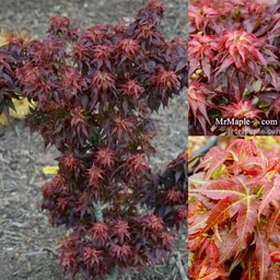 FOR_PICKUP_ONLY_Acer_palmatum_Kurenai_jishi_Red_Lion_Japanese_Maple_DOES_NOT_SHIP_-_Mr_Maple_Buy_Japanese_Maple_Trees-2090752