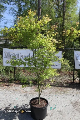 FOR_PICKUP_ONLY_Acer_palmatum_Sawa_chidori_Japanese_Maple_DOES_NOT_SHIP_-_Mr_Maple_Buy_Japanese_Maple_Trees-2092227
