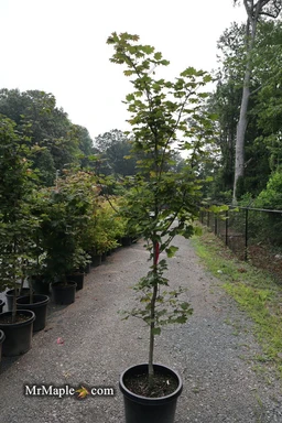 FOR_PICK_UP_ONLY_Acer_japonicum_Aka_omote_Japanese_Maple_DOES_NOT_SHIP_-_Mr_Maple_Buy_Japanese_Maple_Trees-2085936