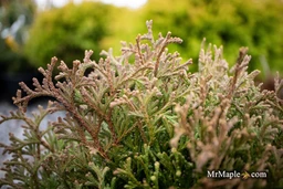 Thuja_occidentalis_Little_Gem_Dwarf_Arborvitae_-_Mr_Maple_Buy_Japanese_Maple_Trees-2123076