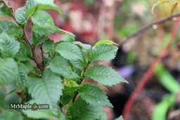 Ulmus_parvifolia_Jaqueline_Hillier_Dwarf_Small_Leaf_Chinese_Elm_-_Mr_Maple_Buy_Japanese_Maple_Trees-2124282