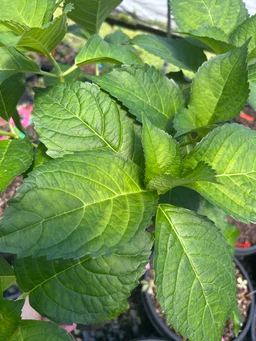 veitchii1