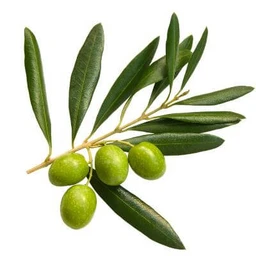 Arbequina-Olive-Tree-Primo-Size-For-Sale