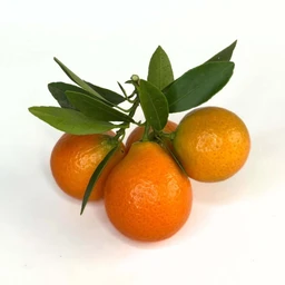 Indio-mandarinquat-tree