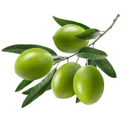 Manzanillo-Olive-Tree-Primo-Size