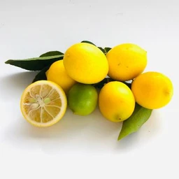 eustis-limequat-citrus-tree-2_1