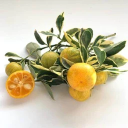 variegated-calamondin-tree