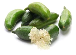 fingerlime1