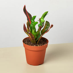 4_CROTON_MAMMY_1