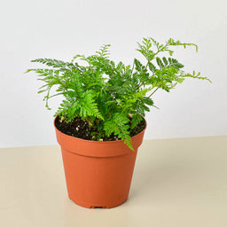 4_FERN_RABBIT.FOOT_1