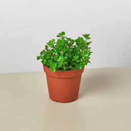 4_NETTLE_BABY.TEAR_1