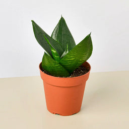 4_SNAKE_JADE.STAR_1