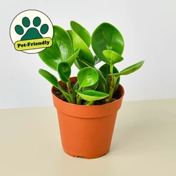 image_png1387271650
