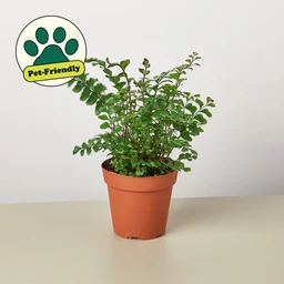 image_png_1680273482