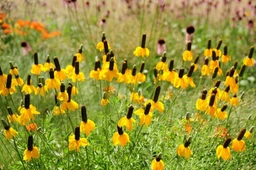 PrairieConeflower3