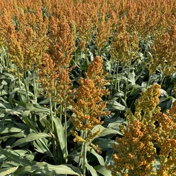 Hancock_sMiloGrainSorghumSeed-1