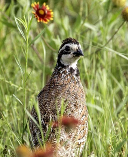 quail-seed-mix_985d0484-1818-4ab0-aa46-aaa4d68a22d2